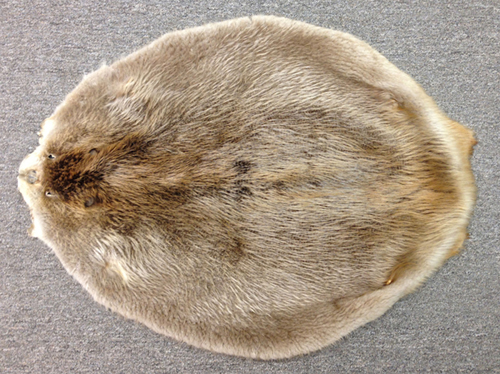 Beaver Pelt