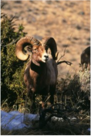 “Bighorn” by Patrick Toalson Limited... 